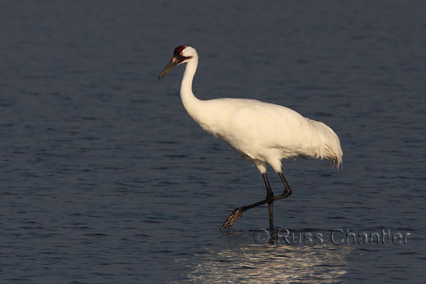 Whooping Crane &copy; Russ Chantler